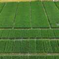 Ministerio de Agricultura adelanta inicio de compra directa de arroz