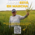 Brigadas técnicas se despliegan en Los Ríos para asegurar compra directa de arroz sin intermediarios